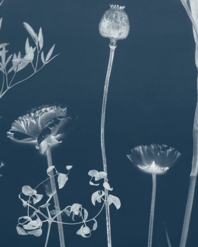 Calico Wallpaper Calico Wallpaper - Flora