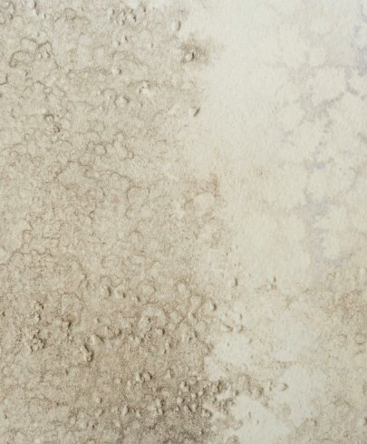 Calico Calico Wallpaper - Oceania