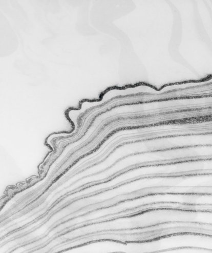 Calico Wallpaper Calico Wallpaper - Sumi