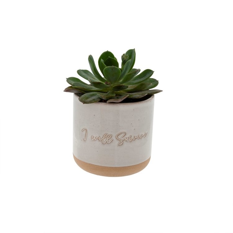 INDABA CACHE-POT - I WILL SURVIVE