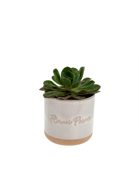 INDABA CACHE-POT - FLOWER POWER