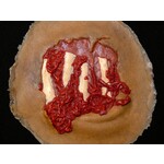 Techline Technologies Degloved Hand