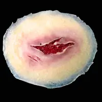 Techline Technologies Laceration - Medium