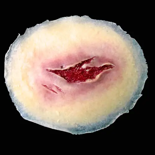 Techline Technologies Laceration - Medium