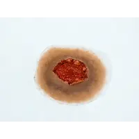 Techline Technologies GS Exit Wound - Large