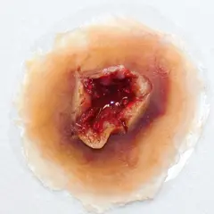 Techline Technologies GS Exit Wound - Medium