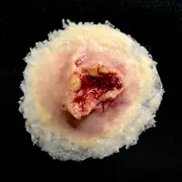 Techline Technologies GS Exit Wound - Medium