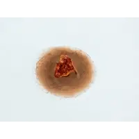 Techline Technologies GS Exit Wound - Medium