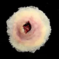 Techline Technologies GS Entry Wound - Large