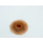 Techline Technologies GS Entry Wound - Large