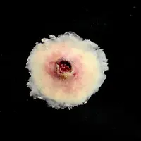 Techline Technologies GS Entry Wound - Small