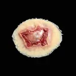 Techline Technologies Small Self Adhesive Wound Kit
