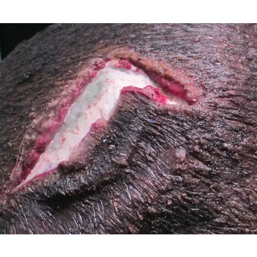 Techline Technologies Open Wound Scalp