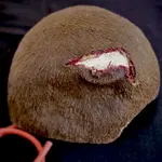 Techline Technologies Open Wound Scalp
