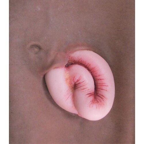 Techline Technologies Evisceration