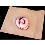 Techline Technologies Evisceration