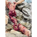 Techline Technologies Partial Right Leg Amputation Hard Bone