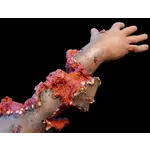 Techline Technologies Patrial Right Arm Amputation with Hard bone