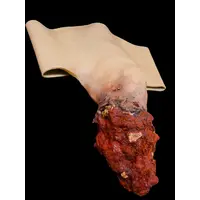 Techline Technologies Leg Amputation Hard Bone