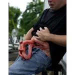 Techline Technologies Packable Evisceration