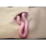 Techline Technologies Packable Evisceration