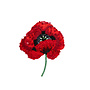 Brooch Pin Red Poppy