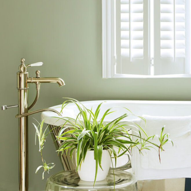 Boringdon Green TM 295