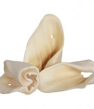 Red Barn Cow Ear