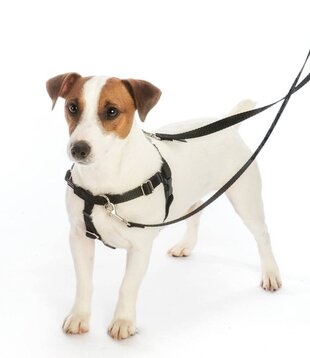 Freedom Harness Training Pack 5/8" Medium