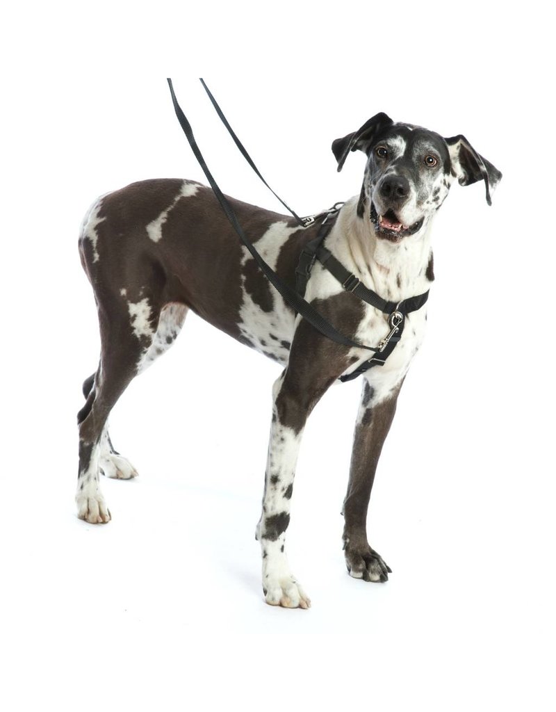 2 Hounds Design Freedom Harness Training Pack 1" Medium