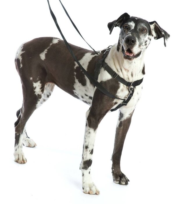 2 Hounds Design Freedom Harness Training Pack 1" X-Large