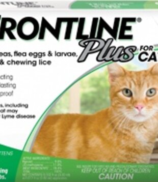 Frontline Cats & Kittens