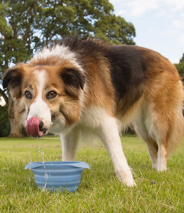 Kurgo Collaps A Bowl