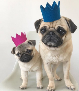 Modernbeast Party Beast Crown