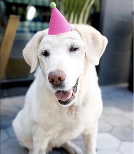 Modernbeast Pawty Hat