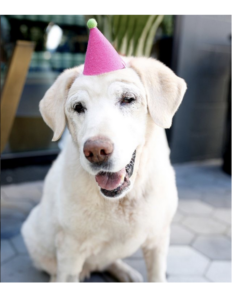 Modernbeast Modernbeast Pawty Hat