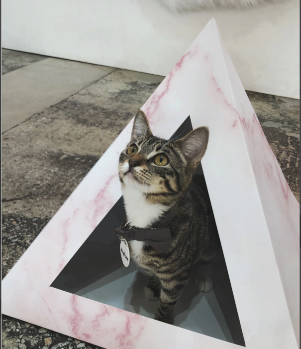 Kitty Kardboard Kitty Kardboard Cat Box