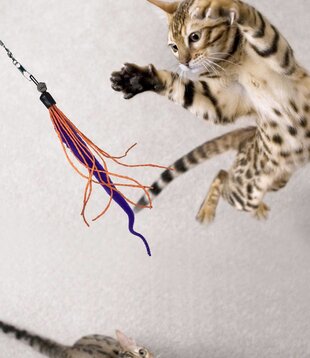 Dezi & Roo Wiggly Wand Cat Toy