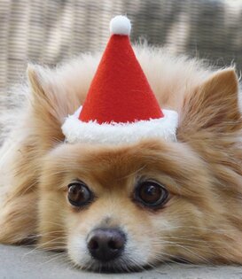 Modernbeast Holiday Hat