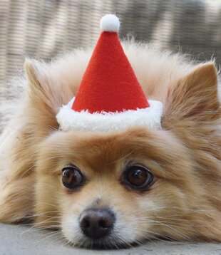 Modernbeast Holiday Hat