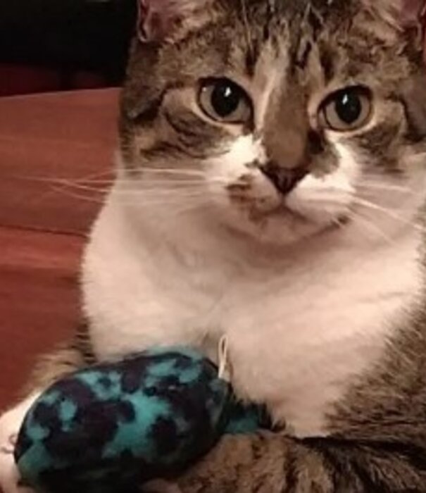 Crochet Kitty Crochet Kitty Catnip Fish