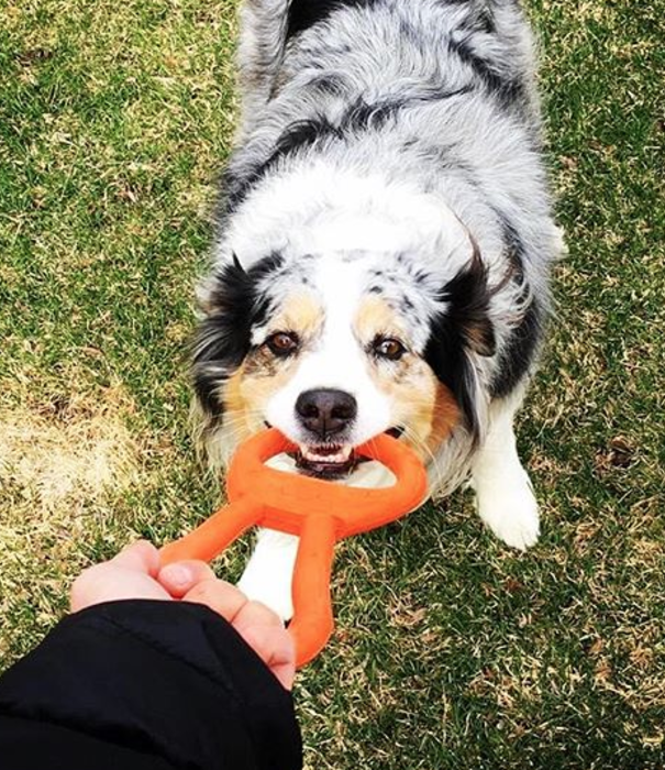 Sodapup Tug O' War  Orange