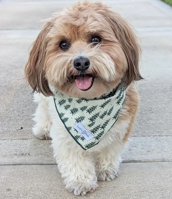 Lucy & Co. Lucy & Co. Holiday Bandana
