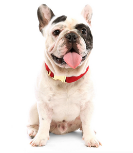 The Foggy Dog Holiday Collar