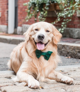 The Foggy Dog Holiday Bow Tie