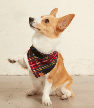 The Foggy Dog Holiday Bandana