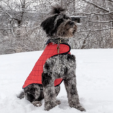 Paco & Lucia Dog Jacket Munay