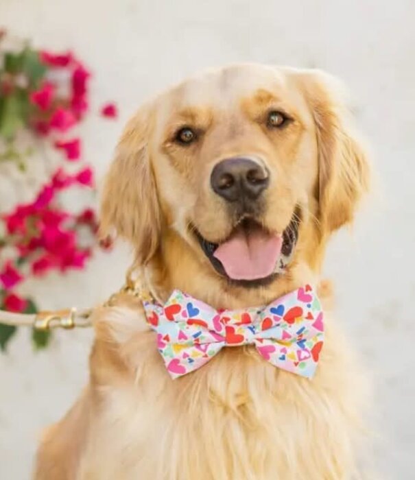 The Foggy Dog The Foggy Dog Valentine's Day Bowtie