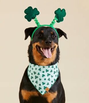 The Foggy Dog St. Patrick's Day Bandana