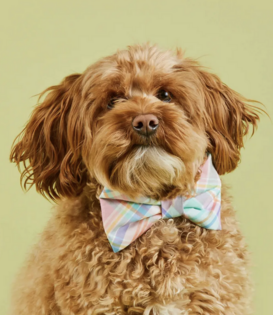 The Foggy Dog Easter Bandana